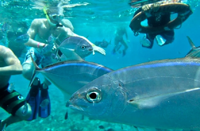 Snorkel con bancos de peces